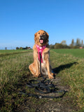 5m Waterproof Long Line Lead - Walkies Ready® Black