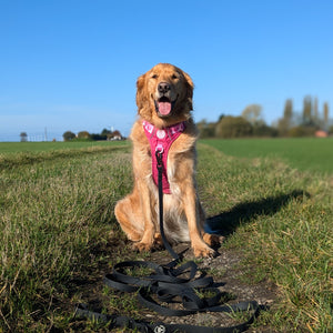 5m Waterproof Long Line Lead - Walkies Ready® Black