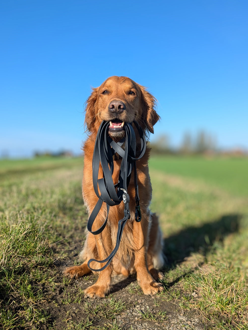 5m Waterproof Long Line Lead - Walkies Ready® Black