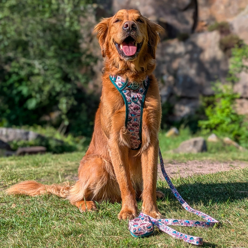 Lead - Adventure Awaits