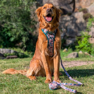 Lead - Adventure Awaits