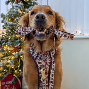 Lead - Snuggle Season