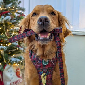 Lead - Yuletide Plaid