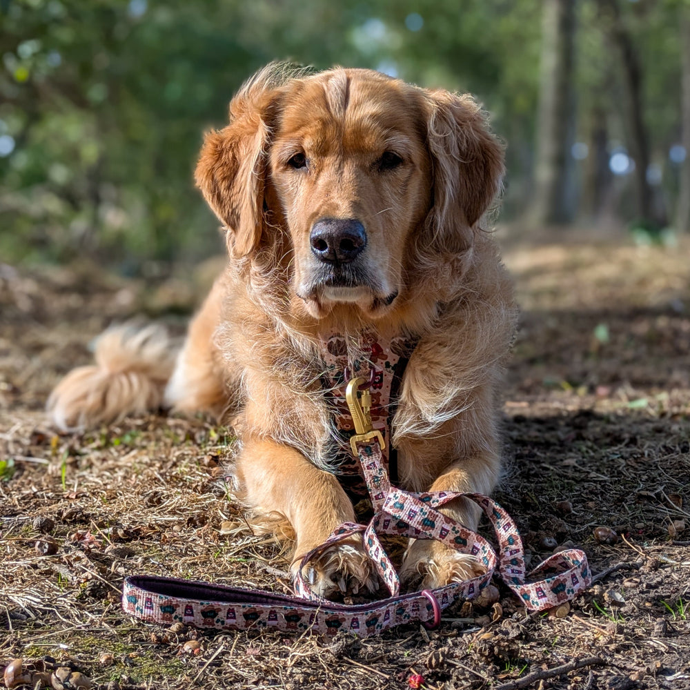 Lead - Snuggle Season