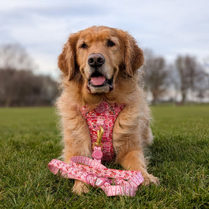 Disney© Lead - Jessie