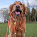 4ft Rope Lead - Rust