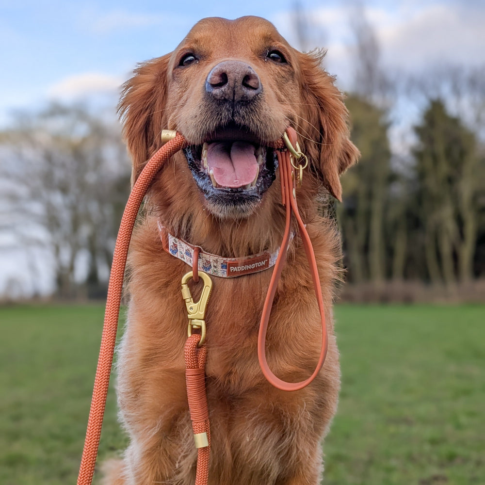 4ft Rope Lead - Rust