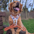 Paddington™ Bow Tie - Peckish Paddington