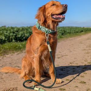 Adventure Collar - Forest Green (Size Large Only)