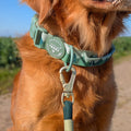Adventure Collar - Forest Green (Size Large Only)