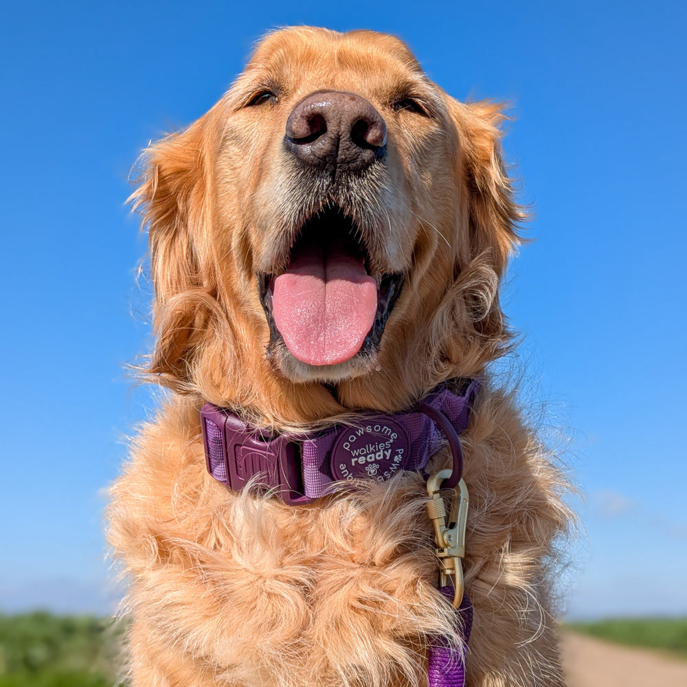 Adventure Collar - Plum (Size Large Only)