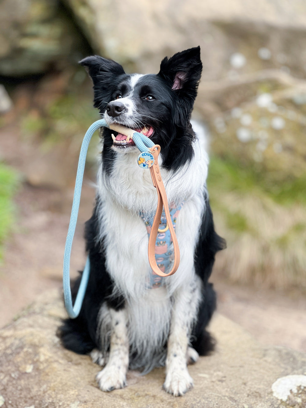 Disney© 4ft Rope Lead - Lion Friends - Sage and Mustard