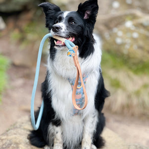 Disney© 4ft Rope Lead - Lion Friends - Sage and Mustard