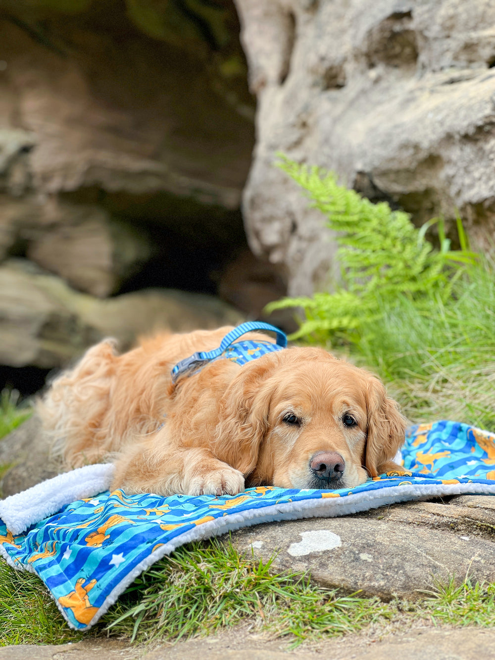 Disney© Dog Blanket - Simba