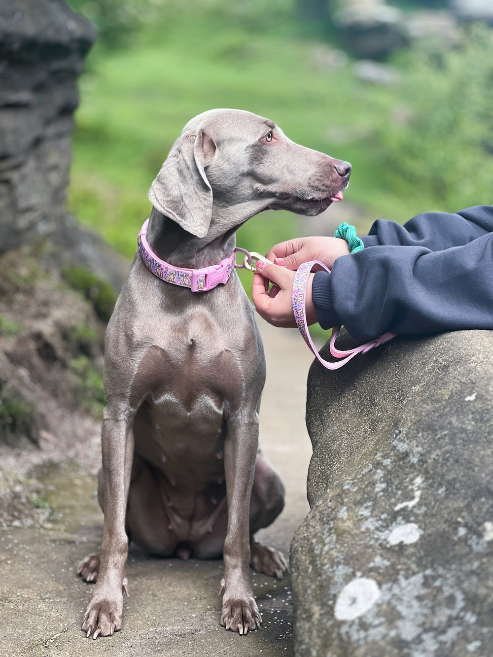 Disney© Lead - Nala