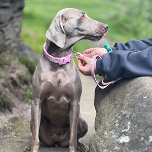 Disney© Lead - Nala