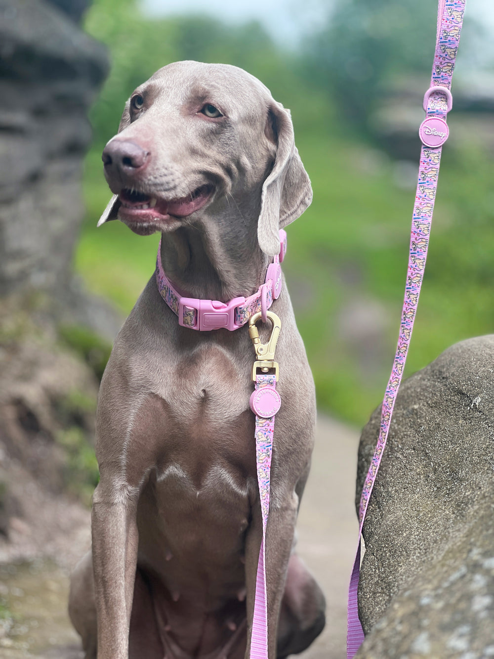 Disney© Lead - Nala