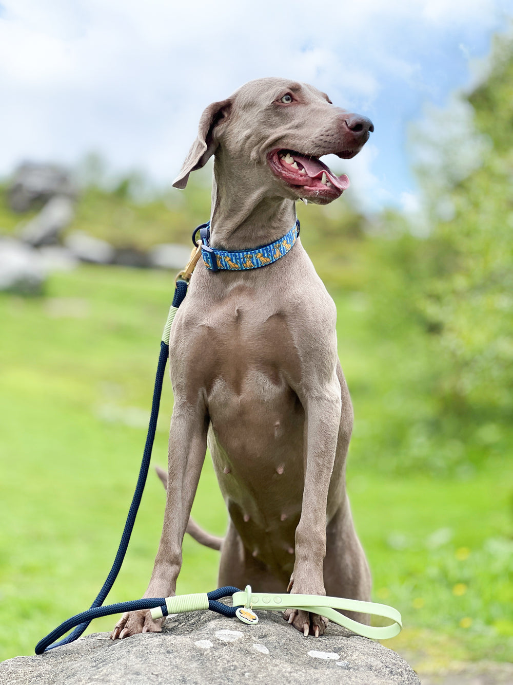 Disney© 4ft Rope Lead - Simba - Navy and Mint