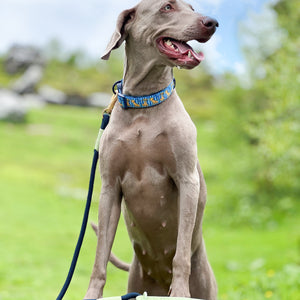 Disney© 4ft Rope Lead - Simba - Navy and Mint