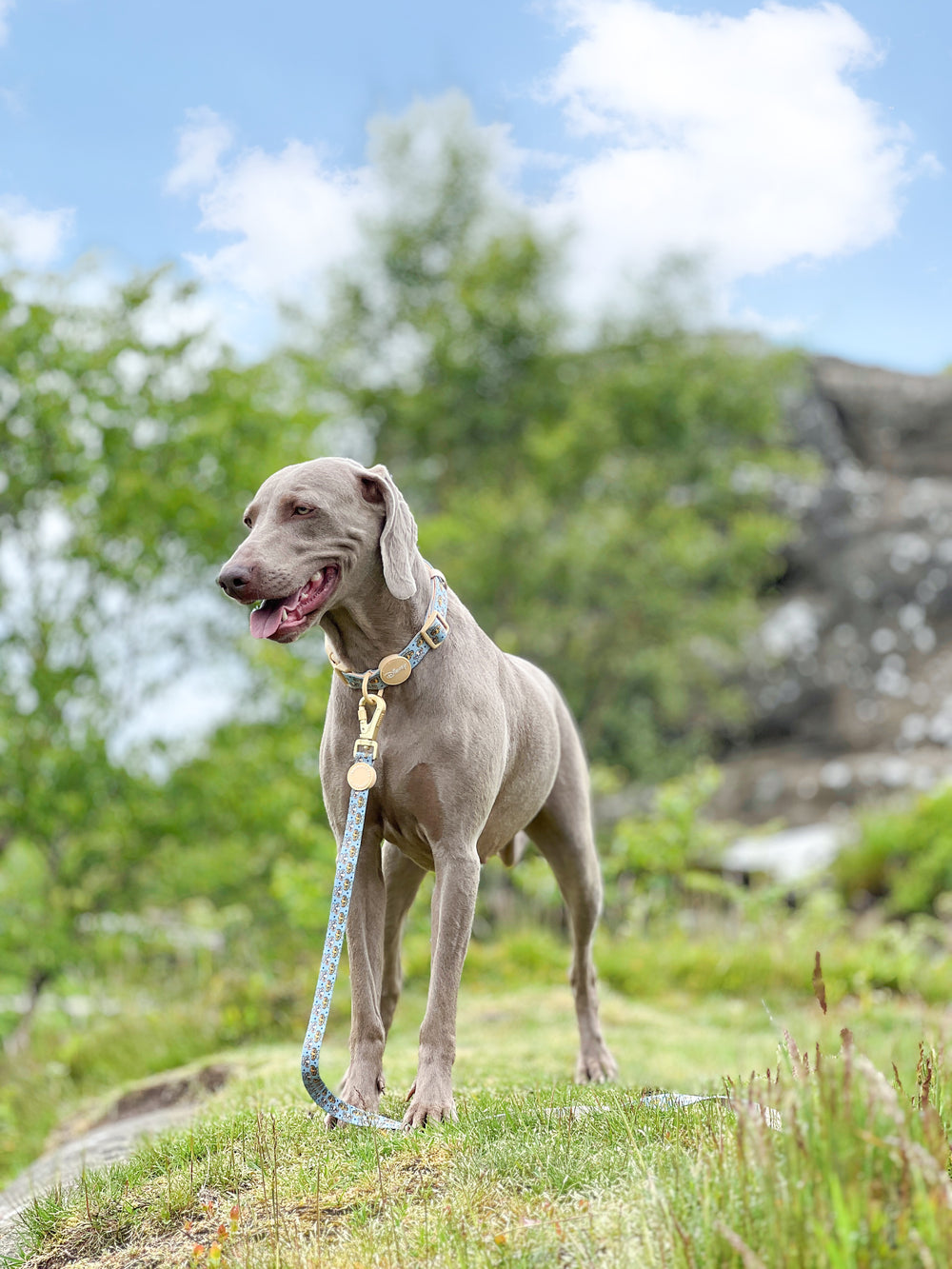 Disney© Lead - Lion Friends