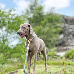 Disney© Lead - Lion Friends