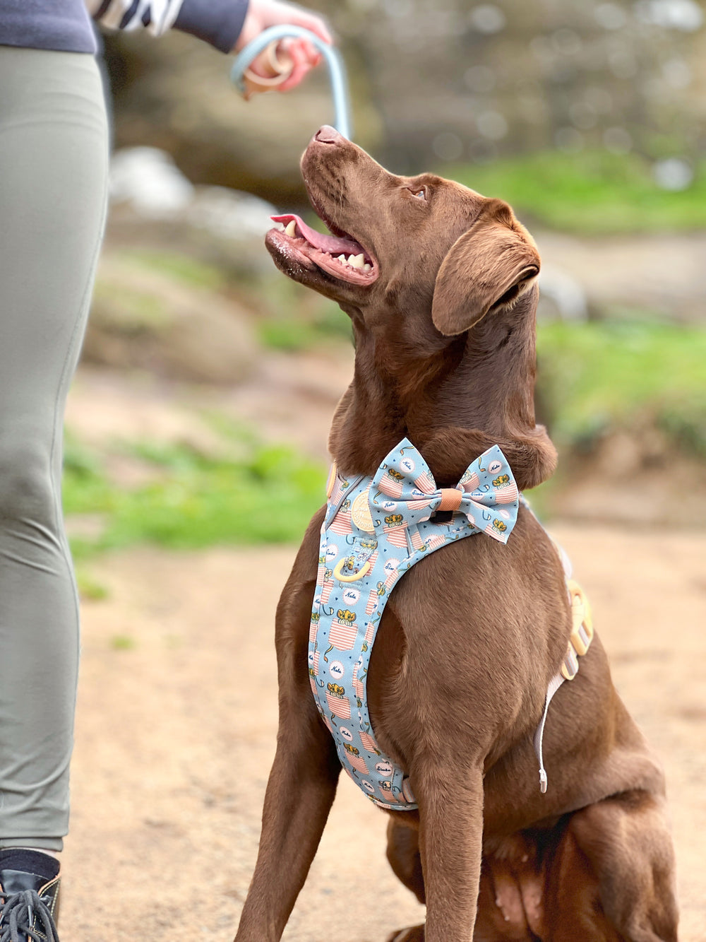 Disney© Bow Tie - Lion Friends