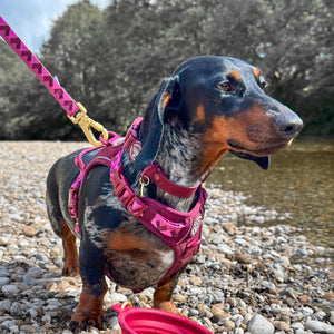 Lead - Walkies Ready® Mulberry