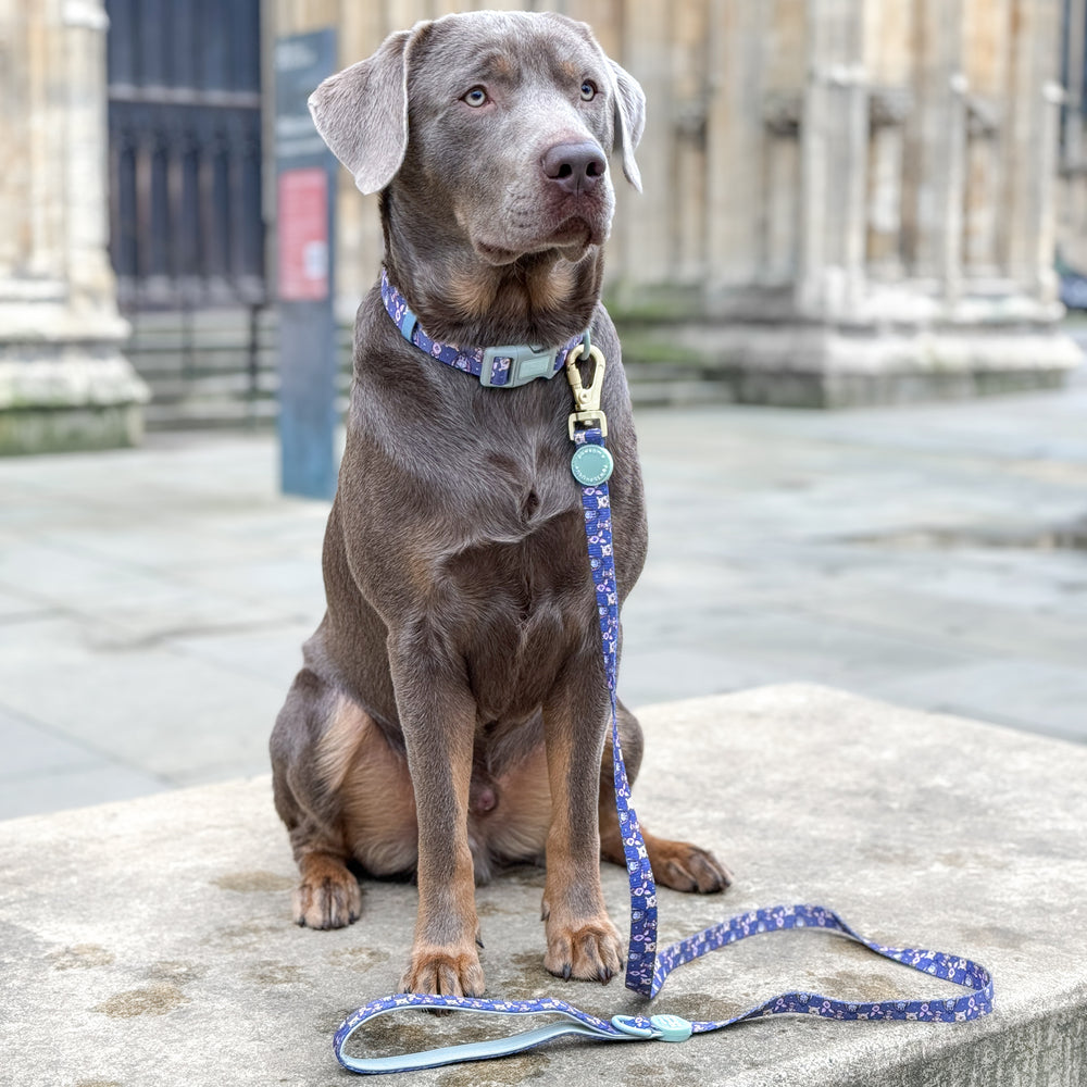 Disney© Lead - Winnie + Friends