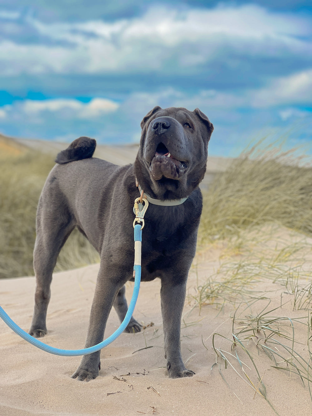 Disney© 4ft Rope Lead - Lion Friends - Sage and Mustard