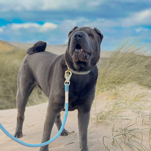 Disney© 4ft Rope Lead - Lion Friends - Sage and Mustard