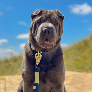 Disney© 4ft Rope Lead - Simba - Navy and Mint