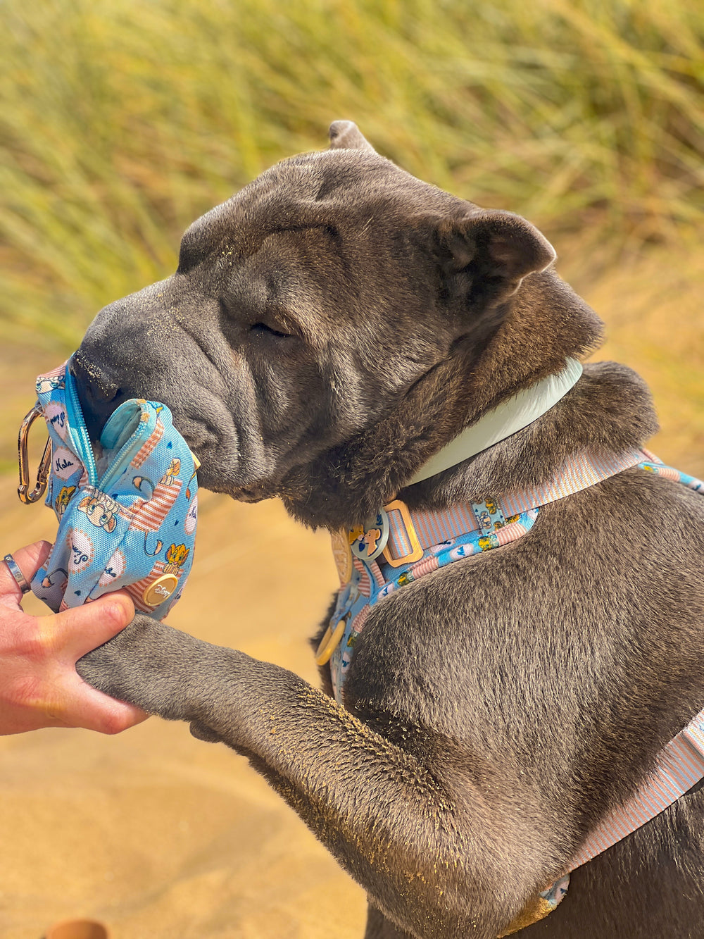 Disney© Treat + Go Bag - Lion Friends