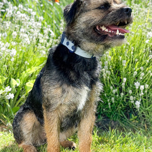 Waterproof Collar - Dusky Blue + Navy