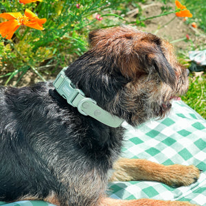 Waterproof Collar - Green