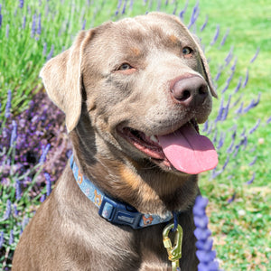 Disney© Collar - Bambi + Friends Blue