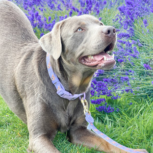 Disney© Collar - Bambi + Friends Lilac