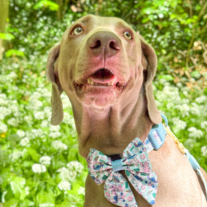 Disney© Sailor Bow Tie - Stitch's Slumber Party