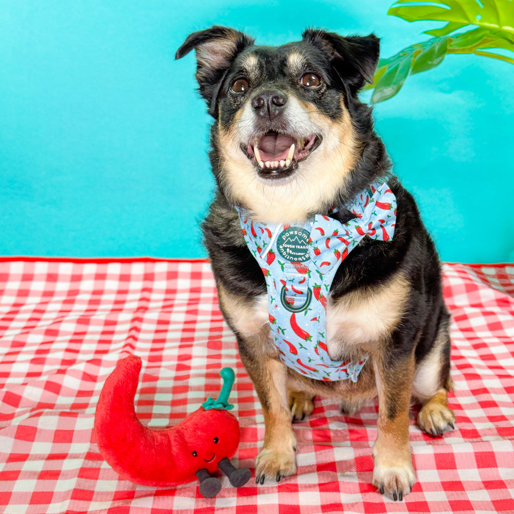 Bow Tie - Stay Spicy