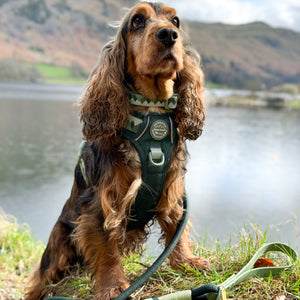4ft Rope Lead - Walkies Ready® Forest Green