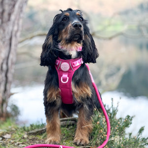 4ft Rope Lead - Walkies Ready® Raspberry Pink