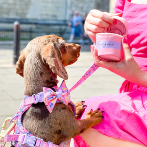 Bonjour Treat Pouch - Emily In Paris