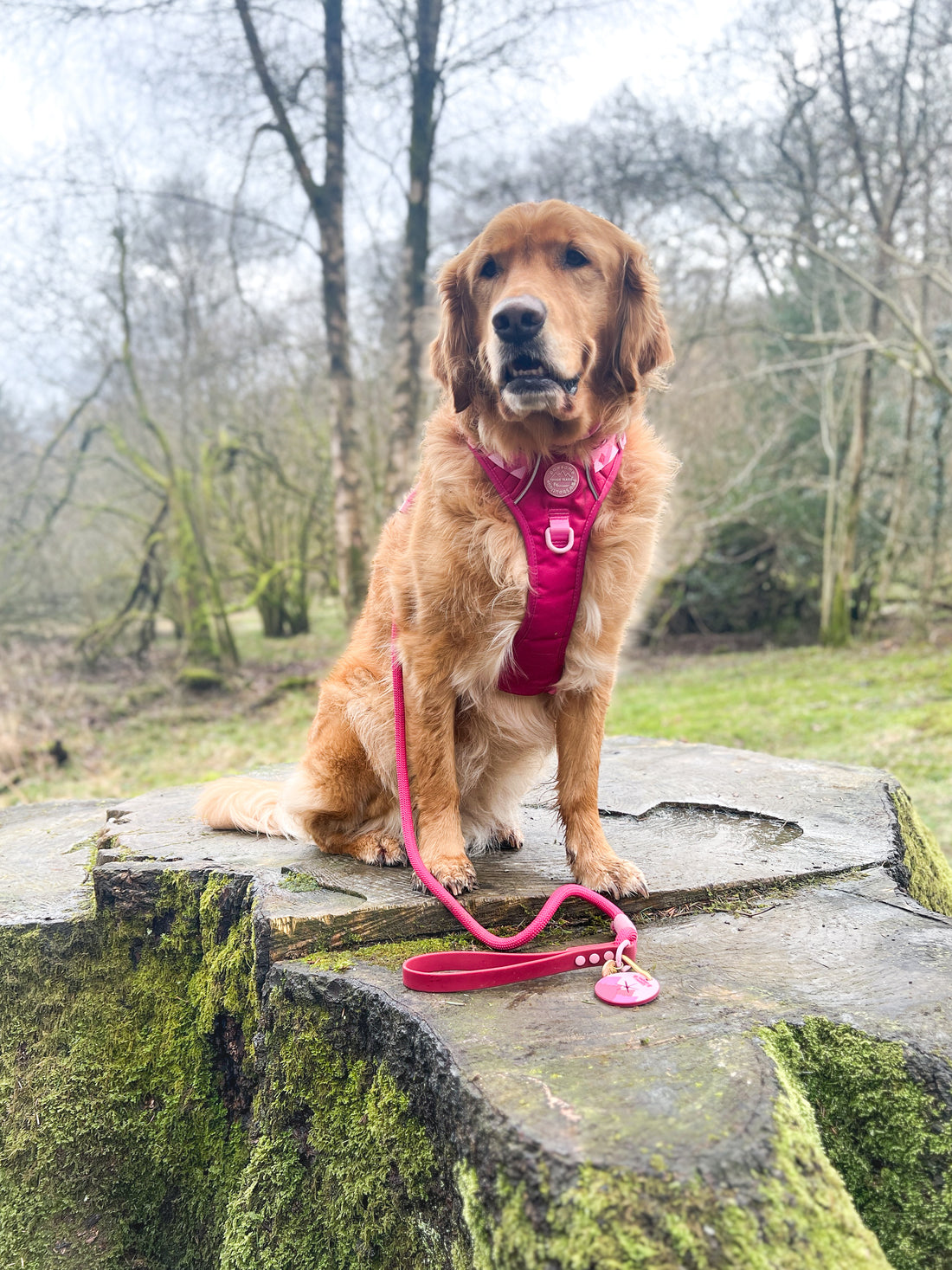 4ft Rope Lead - Walkies Ready® Raspberry Pink
