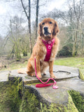 4ft Rope Lead - Walkies Ready® Raspberry Pink