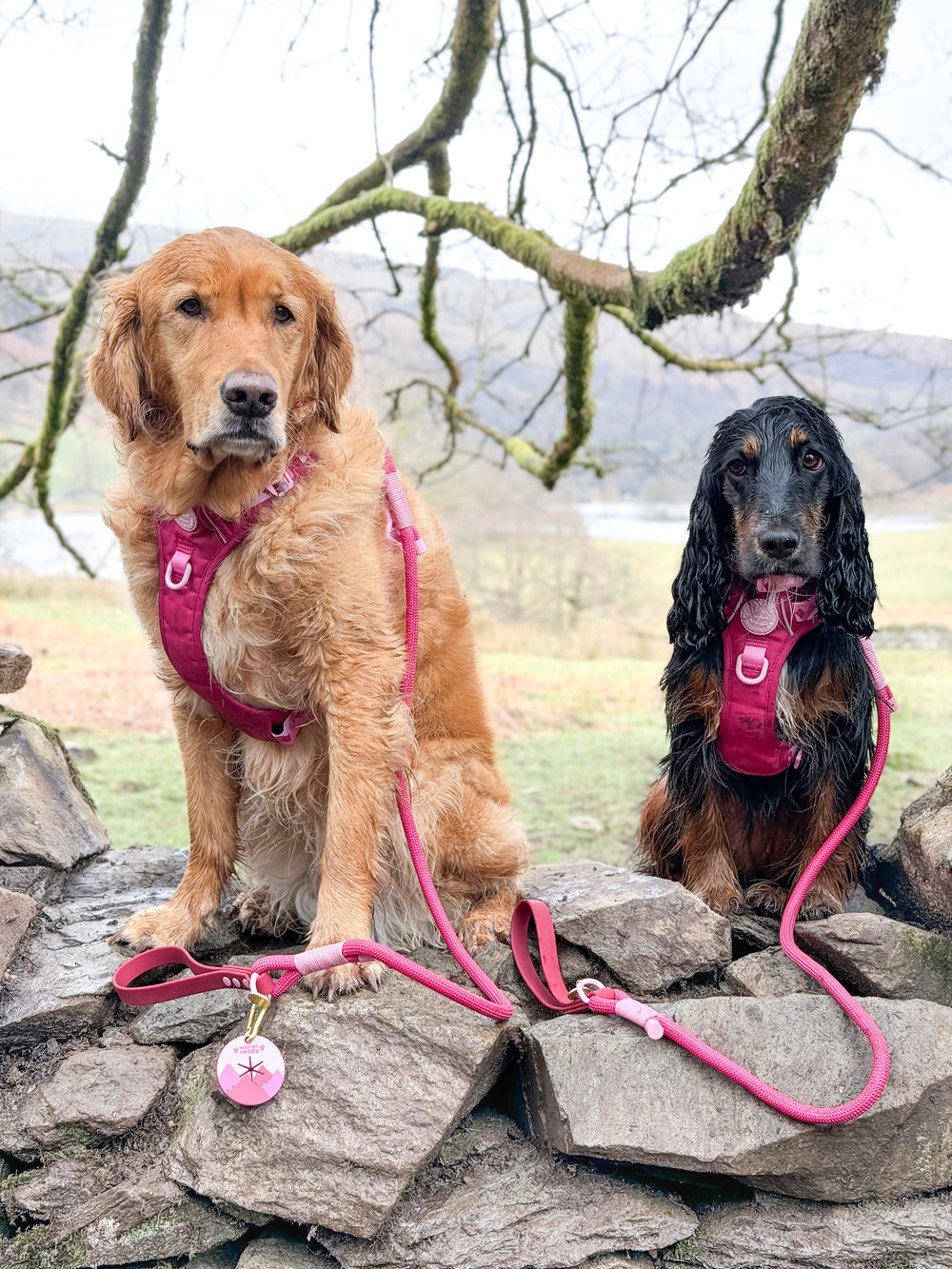 4ft Rope Lead - Walkies Ready® Raspberry Pink