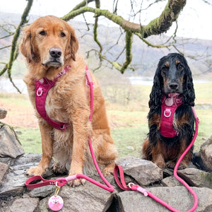 4ft Rope Lead - Walkies Ready® Raspberry Pink