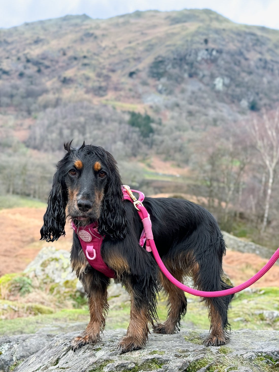 4ft Rope Lead - Walkies Ready® Raspberry Pink