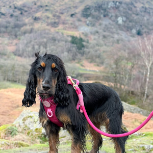 4ft Rope Lead - Walkies Ready® Raspberry Pink