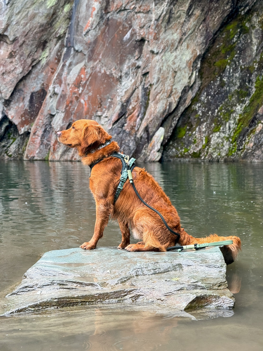 4ft Rope Lead - Walkies Ready® Forest Green