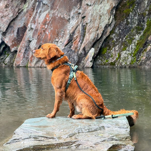 4ft Rope Lead - Walkies Ready® Forest Green