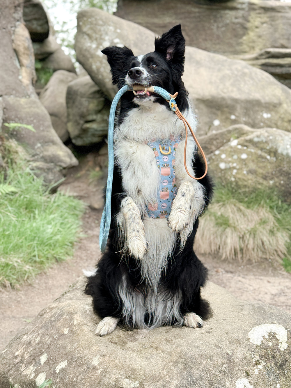 Disney© 4ft Rope Lead - Lion Friends - Sage and Mustard